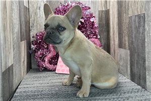 Bill - French Bulldog for sale