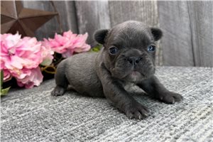 Nicole - puppy for sale