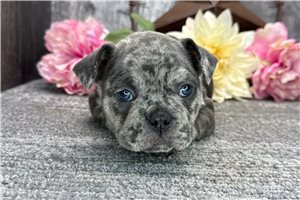 Nathan - puppy for sale