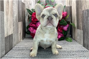 Samson - puppy for sale
