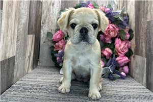 Mary - French Bulldog for sale