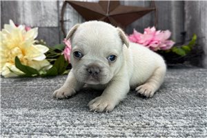 Memphis - puppy for sale