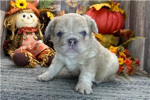 Barkley - French Bulldog for sale