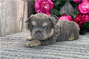 Moses - French Bulldog for sale