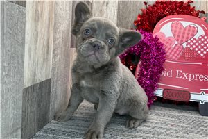 Eden - French Bulldog for sale