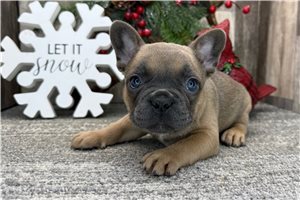 Tiffany - puppy for sale