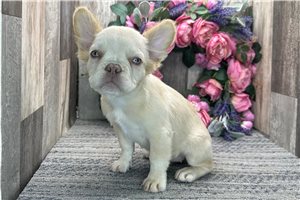 Lydia - French Bulldog for sale