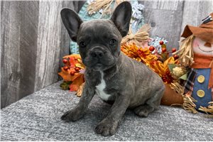 Bibi - puppy for sale