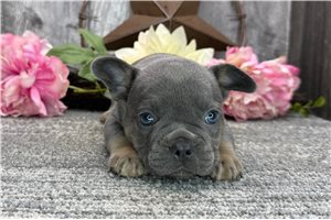 Zara - French Bulldog Puppy F64390 | Pawrade