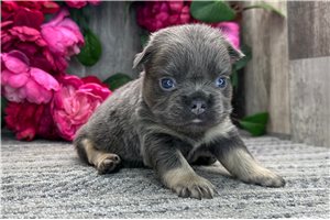 Farrah - puppy for sale