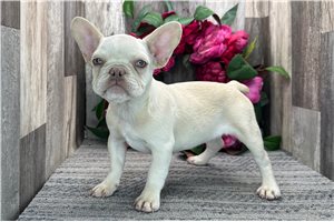 Hannah - French Bulldog for sale