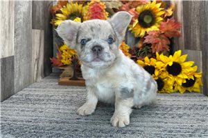 Buttercup - French Bulldog for sale