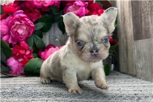 Rebecca - French Bulldog for sale