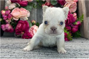 Ruth - French Bulldog for sale