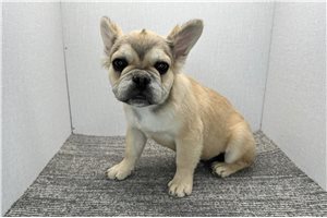 Fluffy Kairo - puppy for sale