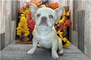 Lydia - puppy for sale