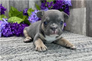 Tatiana - French Bulldog for sale