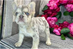 Samson - French Bulldog for sale