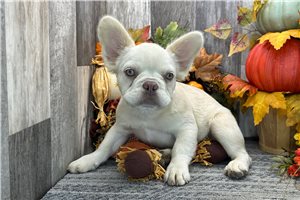Sarah - French Bulldog for sale