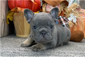 Robin - puppy for sale