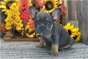 Andrew - French Bulldog for sale