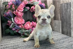 Abigail - French Bulldog for sale