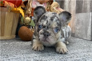 Riley - French Bulldog for sale