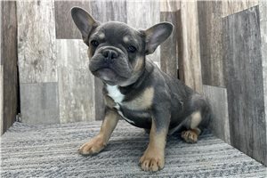 Seymour - French Bulldog for sale