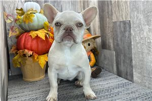Hannah - French Bulldog for sale