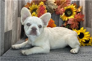 Sarah - French Bulldog for sale