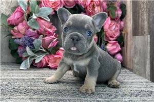 Amos - puppy for sale