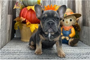 Andrew - French Bulldog for sale