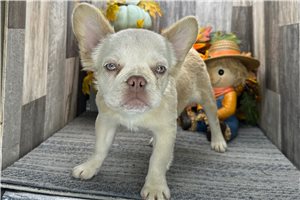 Lydia - French Bulldog for sale