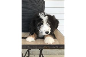 Lucy - Bernedoodle, Mini for sale