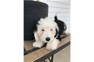 Lauren - Bernedoodle, Mini for sale