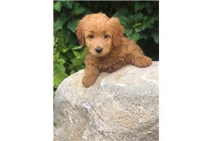 Carnation - Goldendoodle, Mini for sale