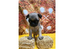 McGregor - Pug for sale