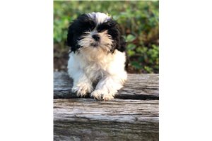Clara - Shih Tzu for sale