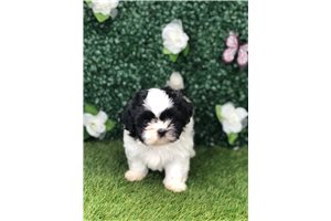 Casey - Shih Tzu for sale