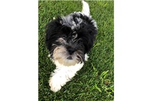 Chance - Shih Tzu for sale