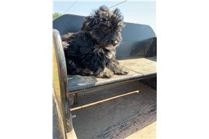 Sady - Bernedoodle, Mini for sale