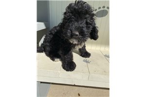Benny - Bernedoodle, Mini for sale