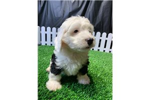Wyoming - Bernedoodle, Mini for sale