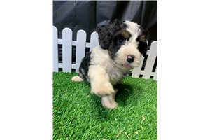 Wensy - Bernedoodle, Mini for sale