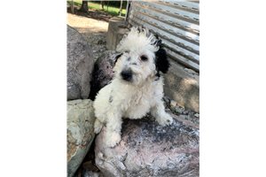 Bob - Bernedoodle, Mini for sale