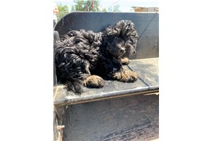 Summerly - Bernedoodle, Mini for sale