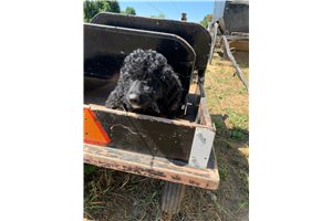 Sammy - Bernedoodle, Mini for sale