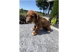 Arch - Mixed/Other for sale