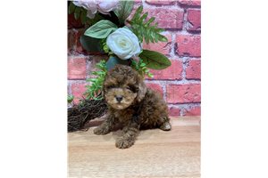 Undella - Shih-Poo - Shihpoo for sale