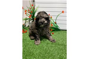 Urbie - Shih-Poo - Shihpoo for sale